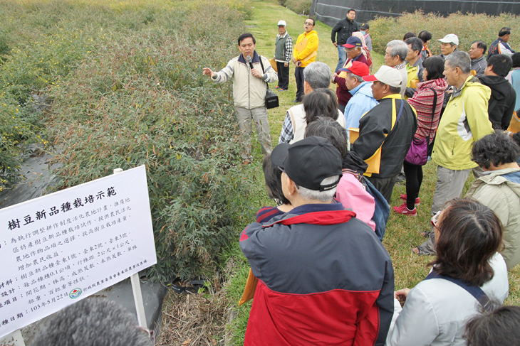 本場陳振義副研究員於田間介紹樹豆新品種特性 本場陳振義副研究員於田間介紹樹豆新品種特性