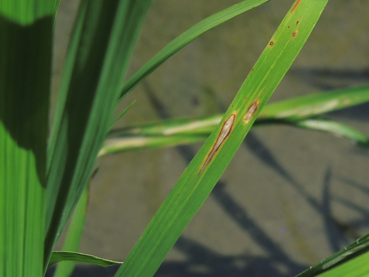 春季陰晴不定請農友儘早預防稻熱病 臺東區農業改良場
