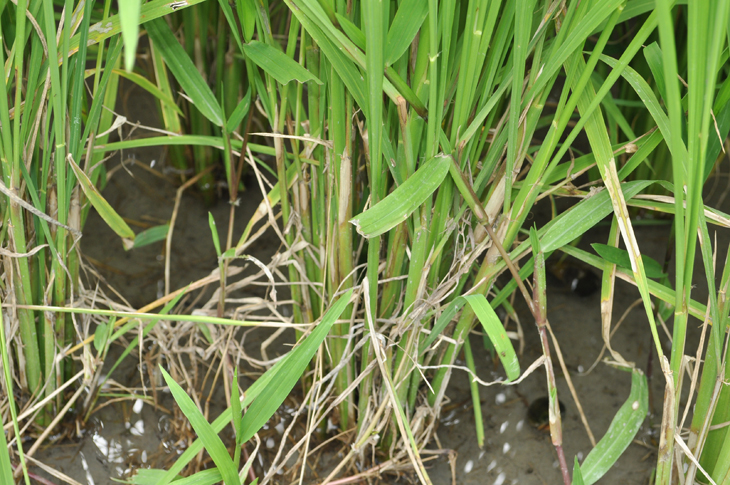 紋枯病多從水稻莖基部感染