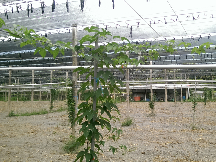 木虌果為雌雄異株植物 木虌果為雌雄異株植物