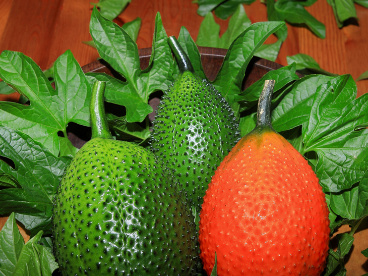 木虌果嫩葉、青果及成熟果 木虌果嫩葉、青果及成熟果