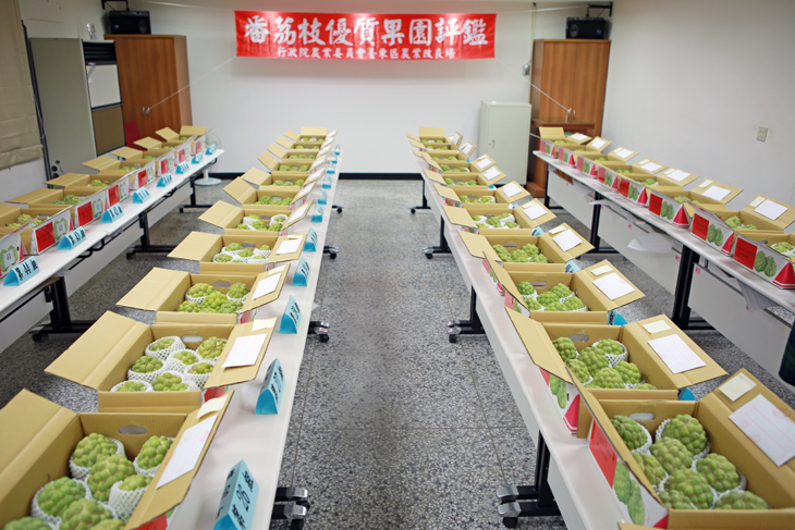 本次番荔枝評鑑報名踴躍，共有50人參賽