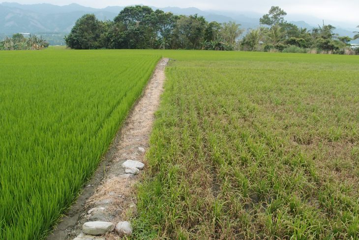 田間施肥過量(右)，易增加稻熱病疫情發生