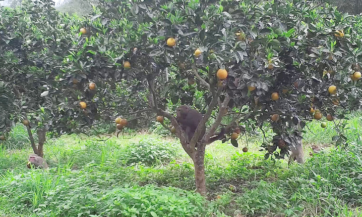 臺灣獼猴對防猴網罩的行為反應（影像為紅外線自動感應相機所拍攝）~ 果園無使用防猴網罩，獼猴放肆大膽地待在果園內恣意取食