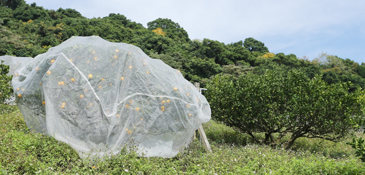 柑桔果園使用防猴網罩(左)，保護效果佳，果實產量及品質均可維持良好的水準；未使用者(右)，則果實全數受害