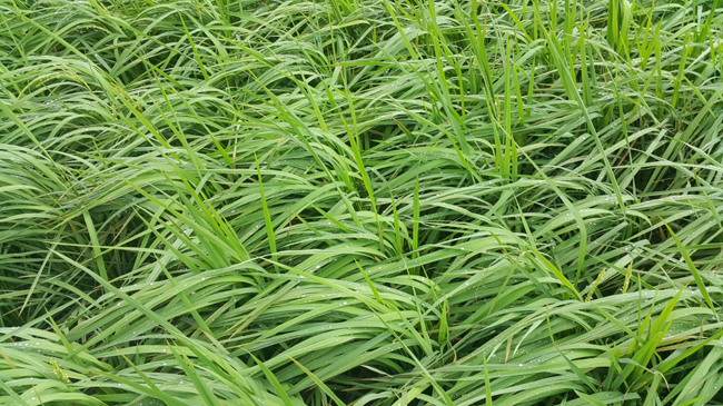 水稻氮過量，葉片披垂