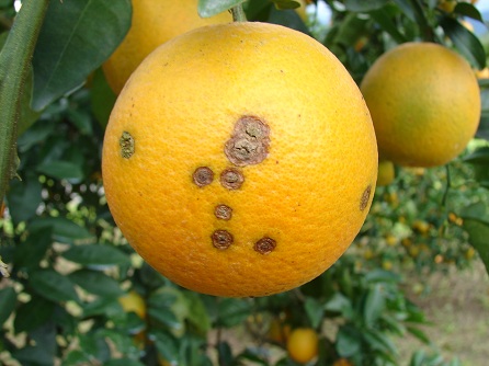柑橘潰瘍病：病斑中央灰白凹陷，周圍褐色木栓化，表皮破裂而粗糙堅硬