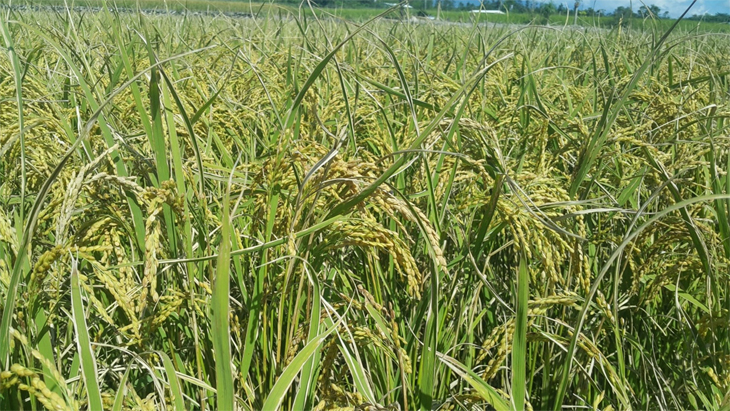 示範區水稻生育情形，分蘗數較多，紋枯病發病較少，白葉枯病較輕微