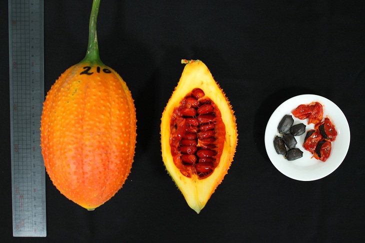 成熟果實(左)、成熟果剖面(中)、假種皮橙紅色內含棕黑色種子(右)