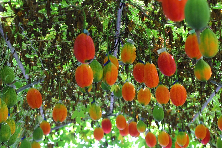 原生種木虌果果實轉色後，橙紅鮮豔，兼具觀賞價值
