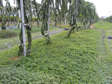 蠅翼草平均高度約5公分，可混植，覆蓋效果更好