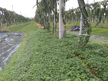 馬蹄金平均高度約5公分，可混植，覆蓋效果更好