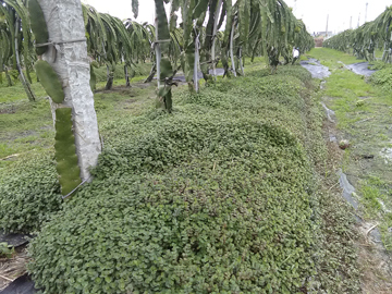 怡心草高度高過20公分，能發揮恆定地溫的功能