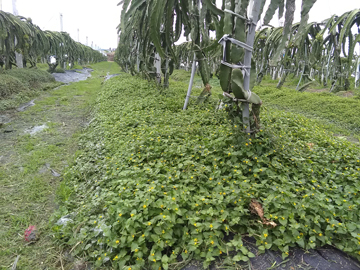 金腰箭舅高度高過20公分，能發揮恆定地溫的功能