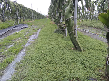 匍根大戟高度約3公分，似綠毯鋪蓋大地