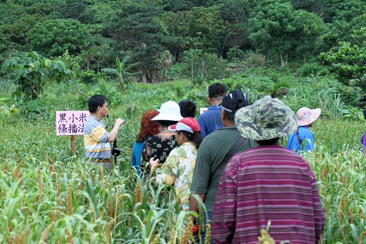 農民實際在田間觀察不同播種法示範情形