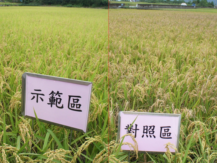 有機水稻使用田區紋枯病綜合防治明顯病害較少