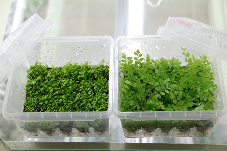 由綠球體培養之128格穴盤苗：闊葉骨碎補(左)及長葉腎蕨(右)，生長勢均一整齊，符合商業需求