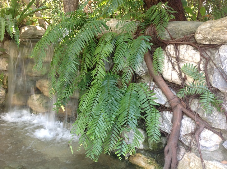 長葉腎蕨葉片自然下垂，耐候性佳，可配合水景造景