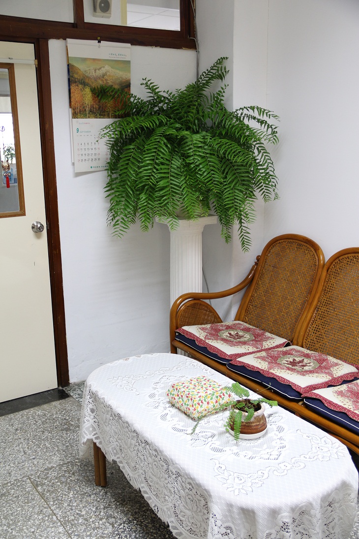 大型長葉腎蕨可作為良好之填充植物，為室內空間增添盎然綠意