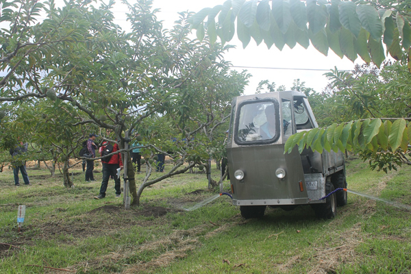 農友於番荔枝果園觀摩施用新型即溶複肥之情形