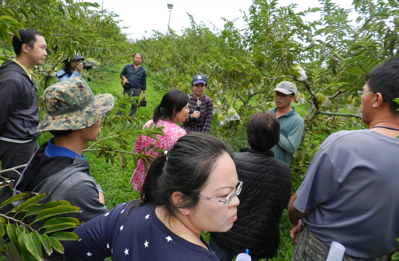 現場農民觀摩果園情形