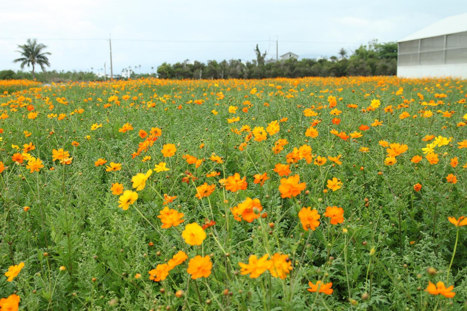 一片黃波斯菊花海正在綻放