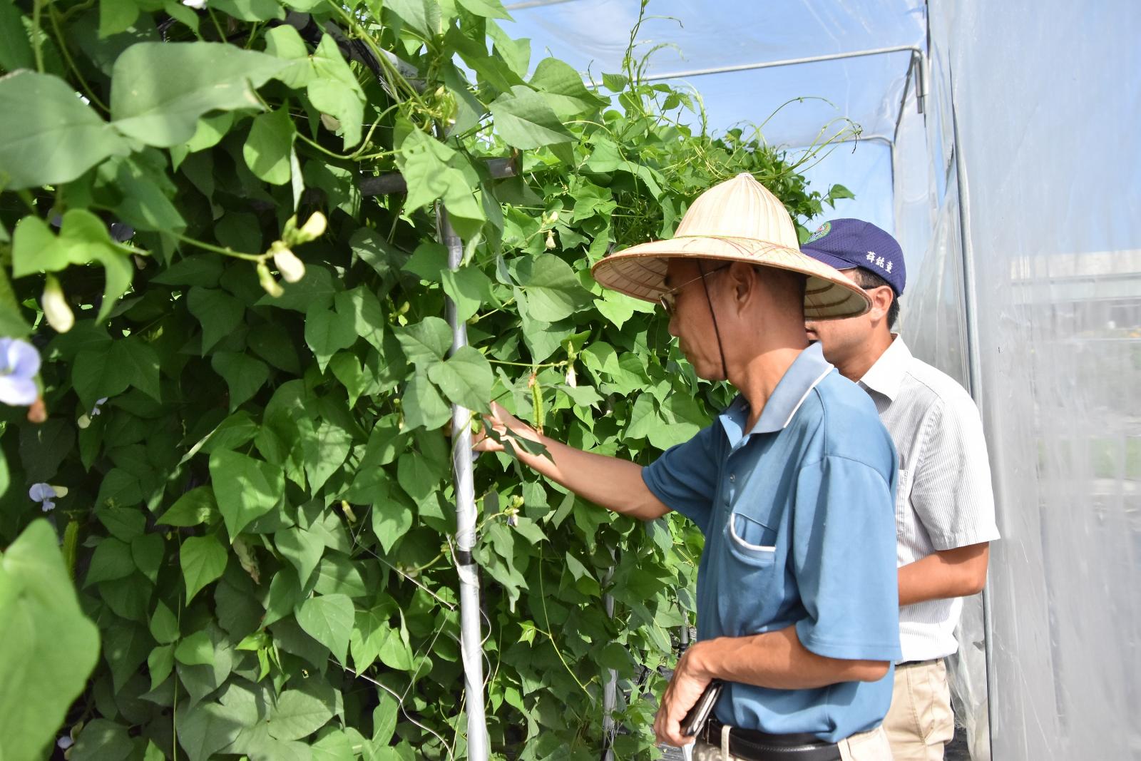 委員田間勘查翼豆臺東1號生育情形