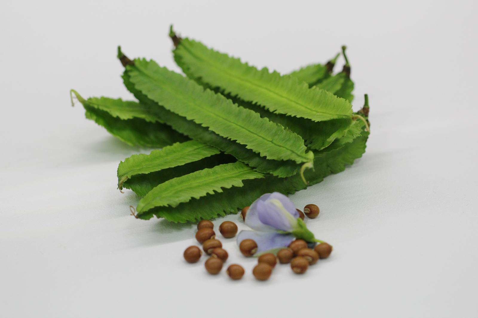 翼豆臺東1號嫩莢翠綠，莢形優良且口感鮮脆