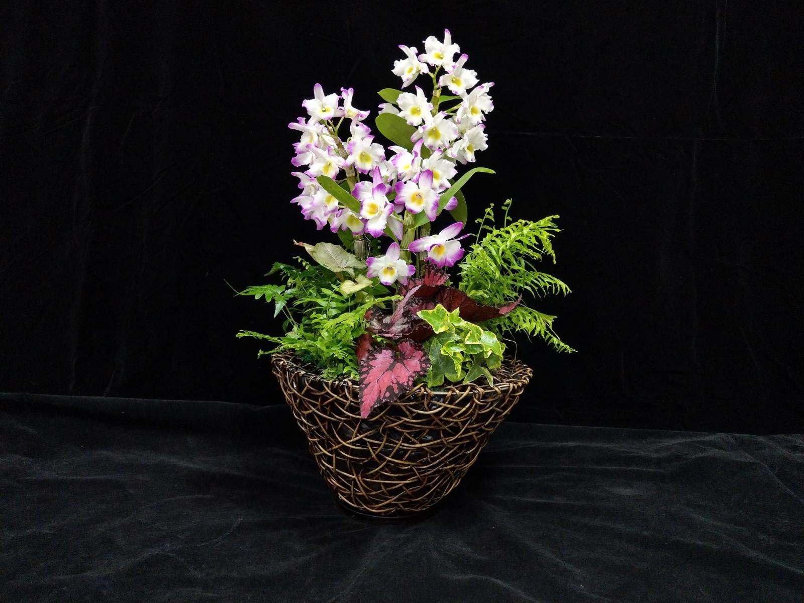 腎蕨臺東1號葉片微垂，耐候性佳，為組合盆花之優良材料