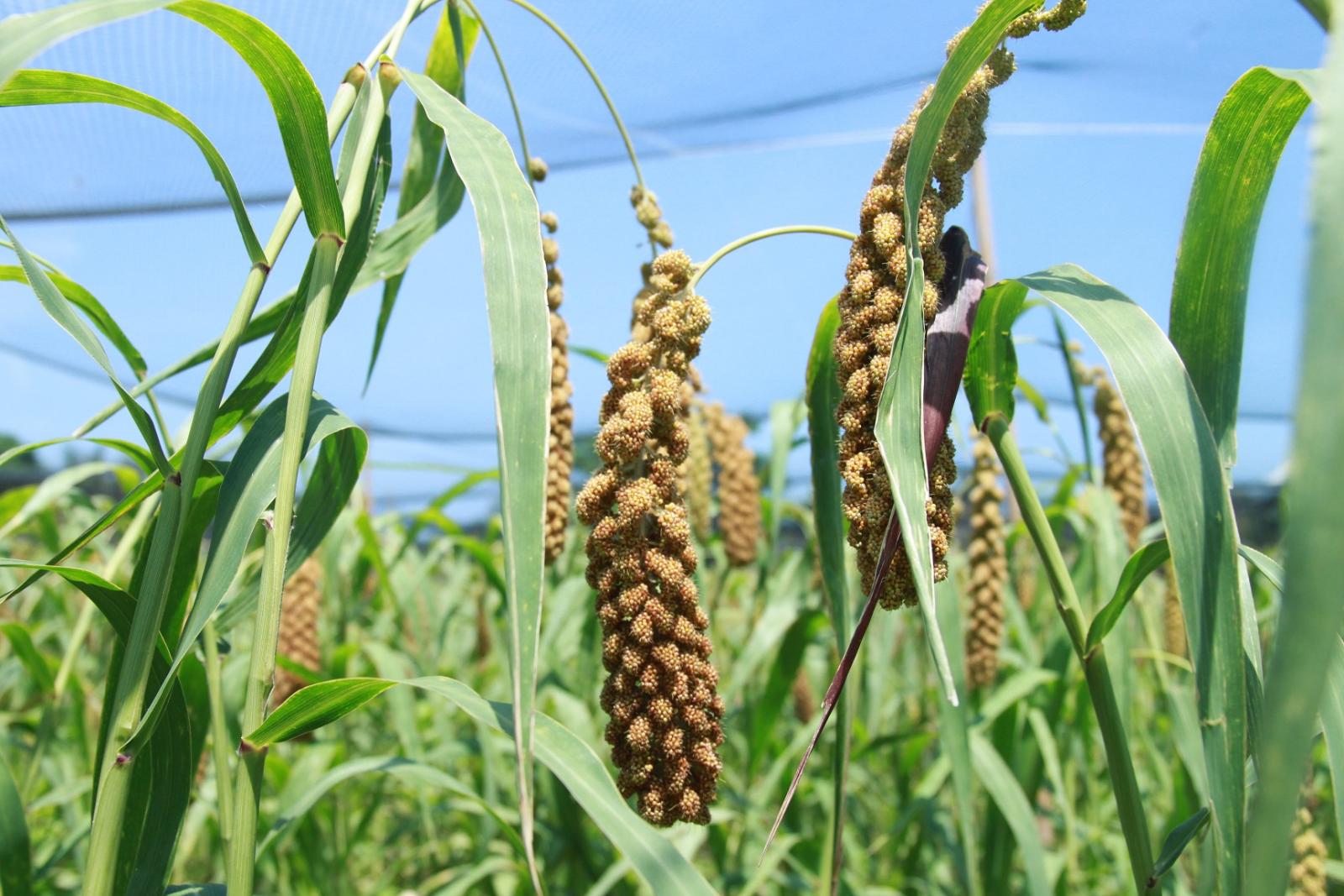 小米-臺東8號田間生長情形