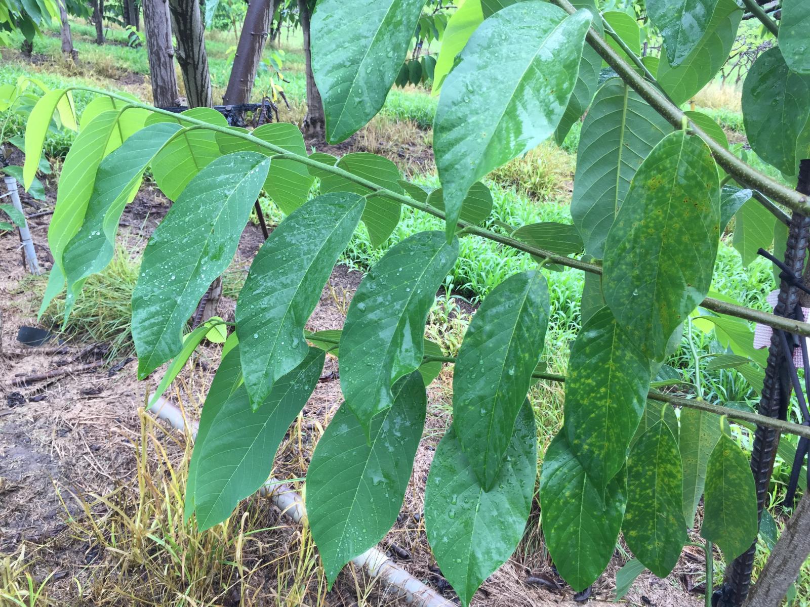 銹病初期通常發生於枝條基部數片成熟葉片，病斑具有黃暈