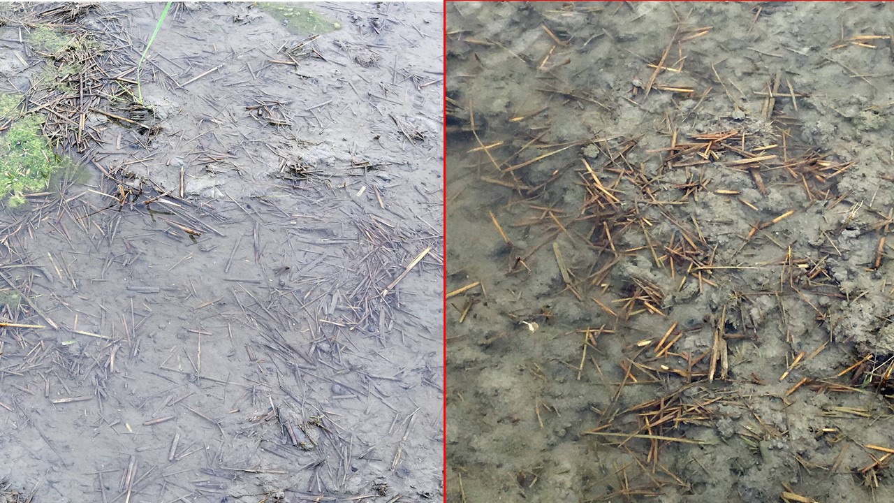 圖2、施用有機益菌肥2週後，使用有機益菌肥稻稈褐化且分解良好(圖左)，未施用之稻稈分解較慢(圖右)。