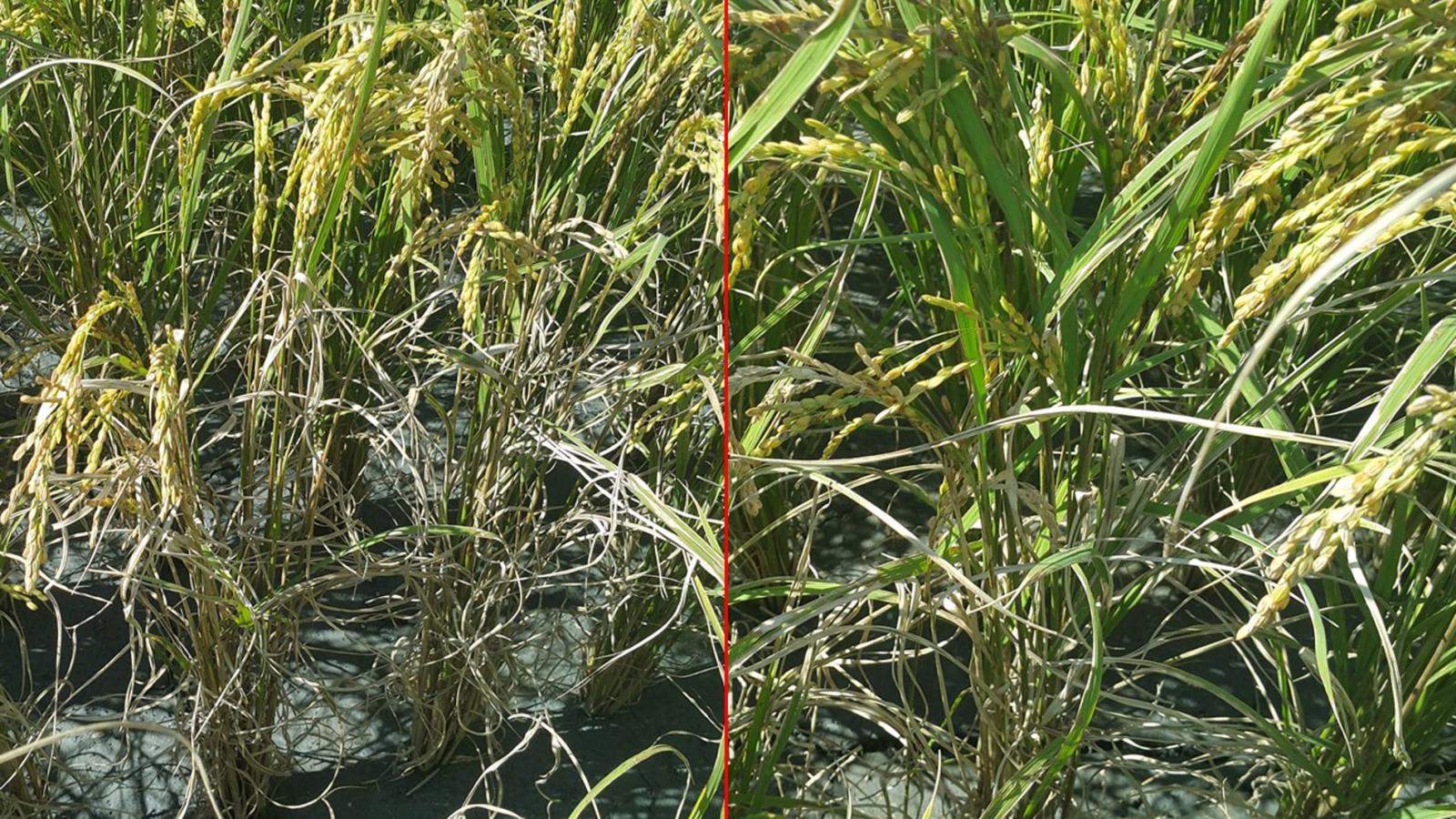有機水稻田使用生物炭每公頃2公噸後降低白葉枯病及紋枯病罹病發生(如圖左未施用，圖右有施用)