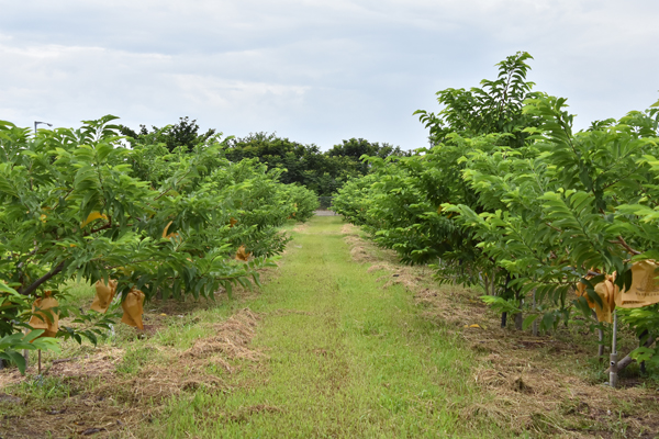 2018「番荔枝優質果園評鑑競賽」得獎者合影冠軍易川旗農友果園現況 冠軍易川旗農友果園現況
