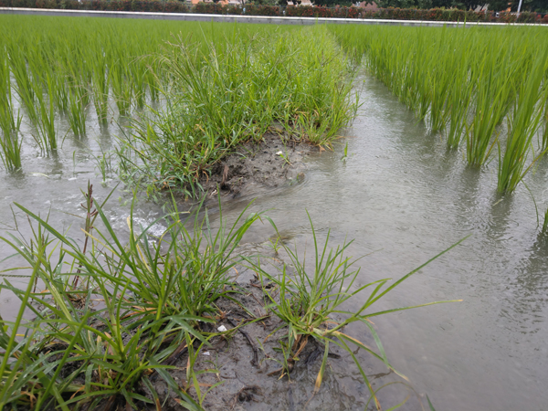 豪雨期間水稻田注意排水，避免積水淹沒