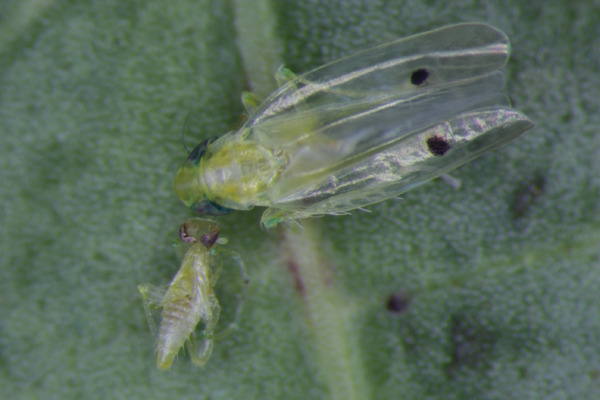 傳播洛神葵菌質體病害之媒介昆蟲-二點小綠葉蟬，成蟲前翅後端有兩個明顯小黑點