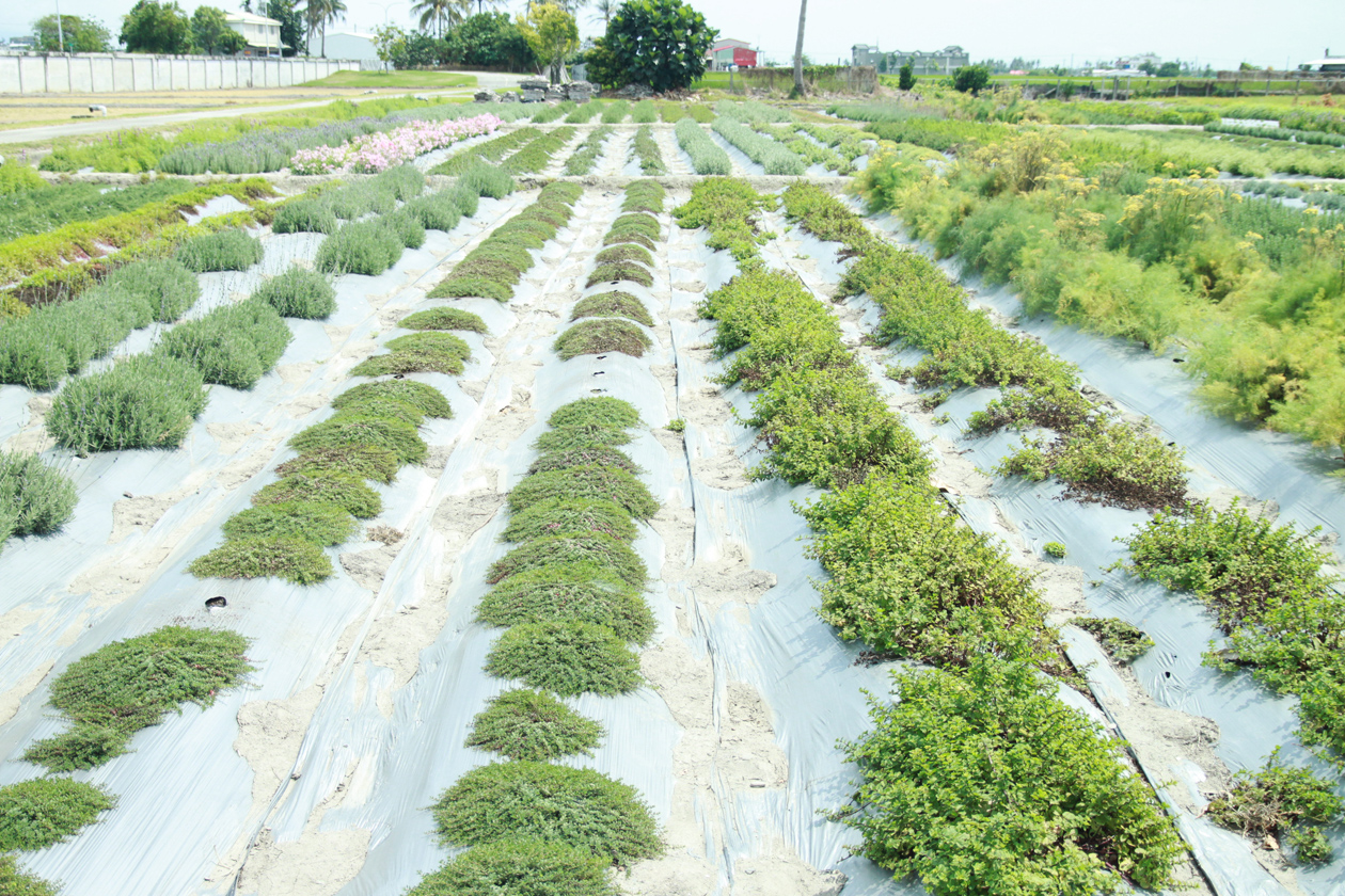 臺東場栽培各類香草園正值開花期