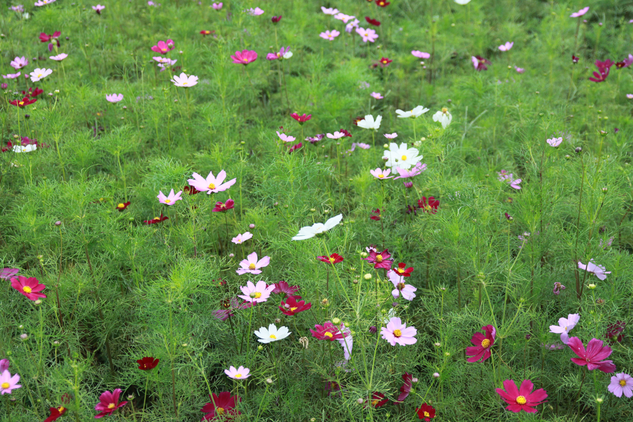 大波斯菊花海正在綻放