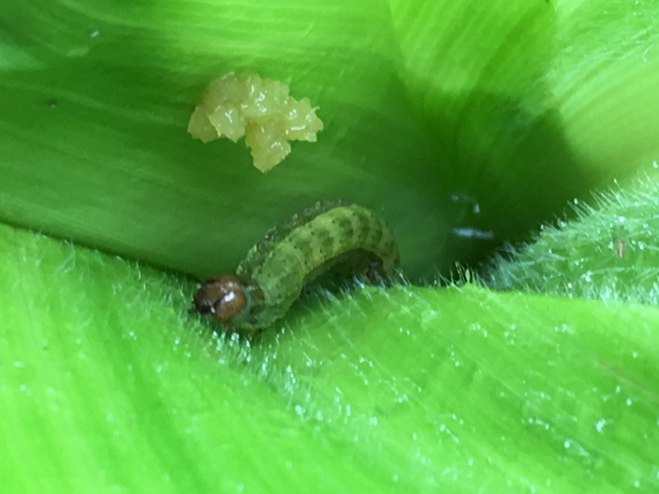 秋行軍蟲幼蟲為害玉米