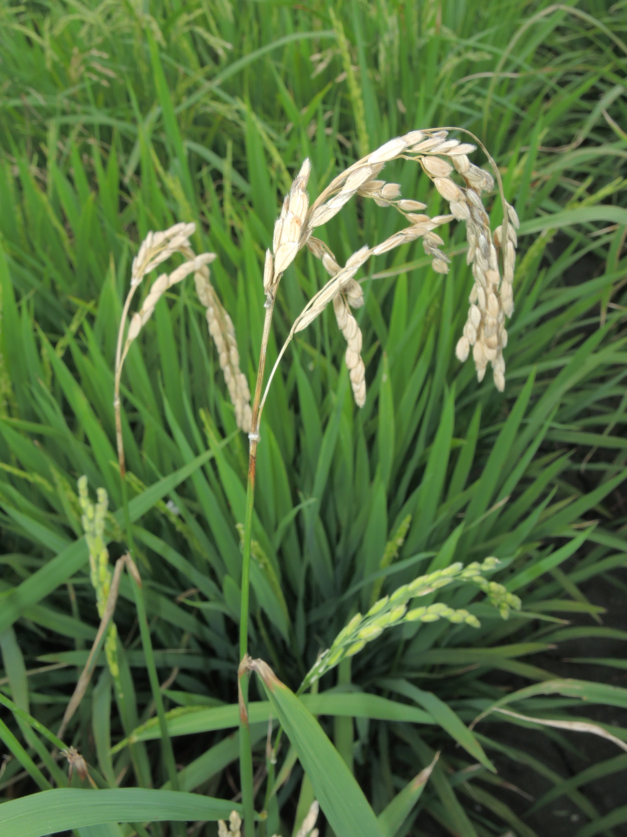 穗稻熱病發生於穗頸，患部呈暗褐色病斑，造成組織壞死養分無法輸送，造成稻穗白化乾枯，對產量影響甚鉅。