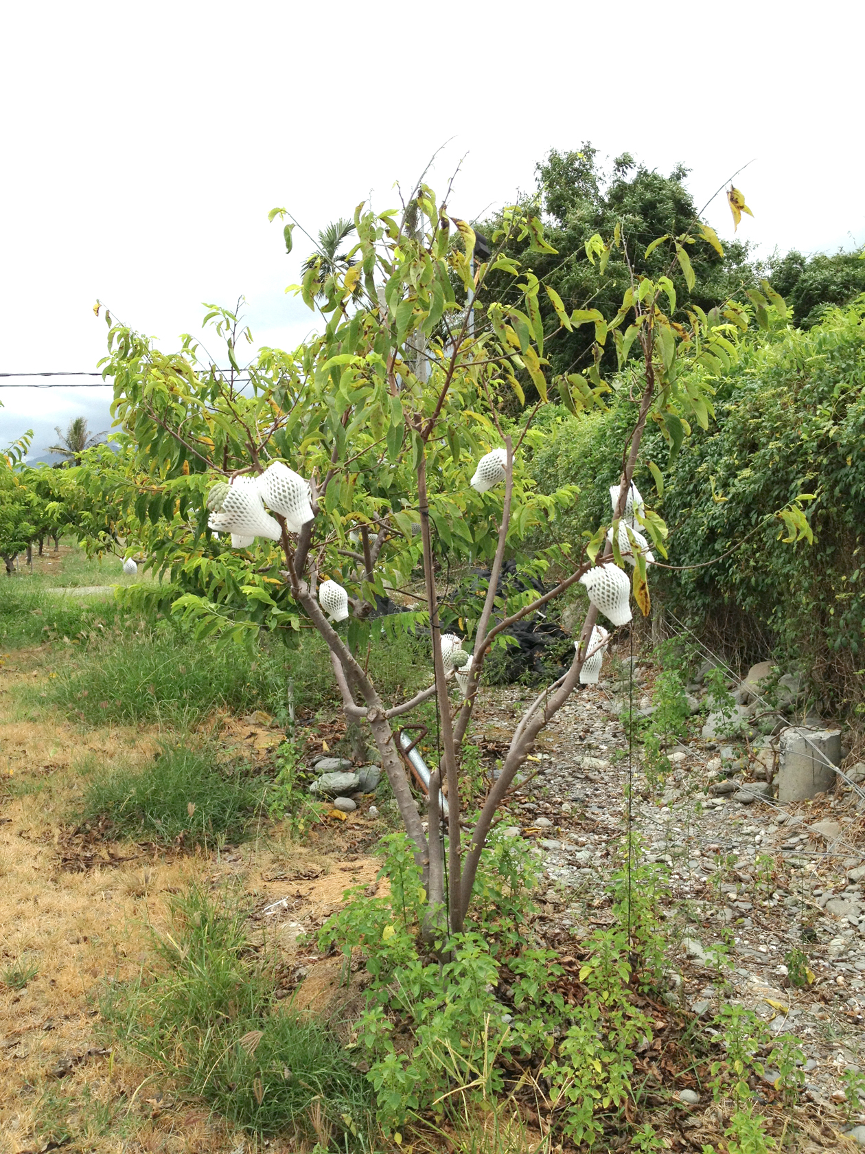 神澤氏葉蟎密度高時，造成番荔枝落葉