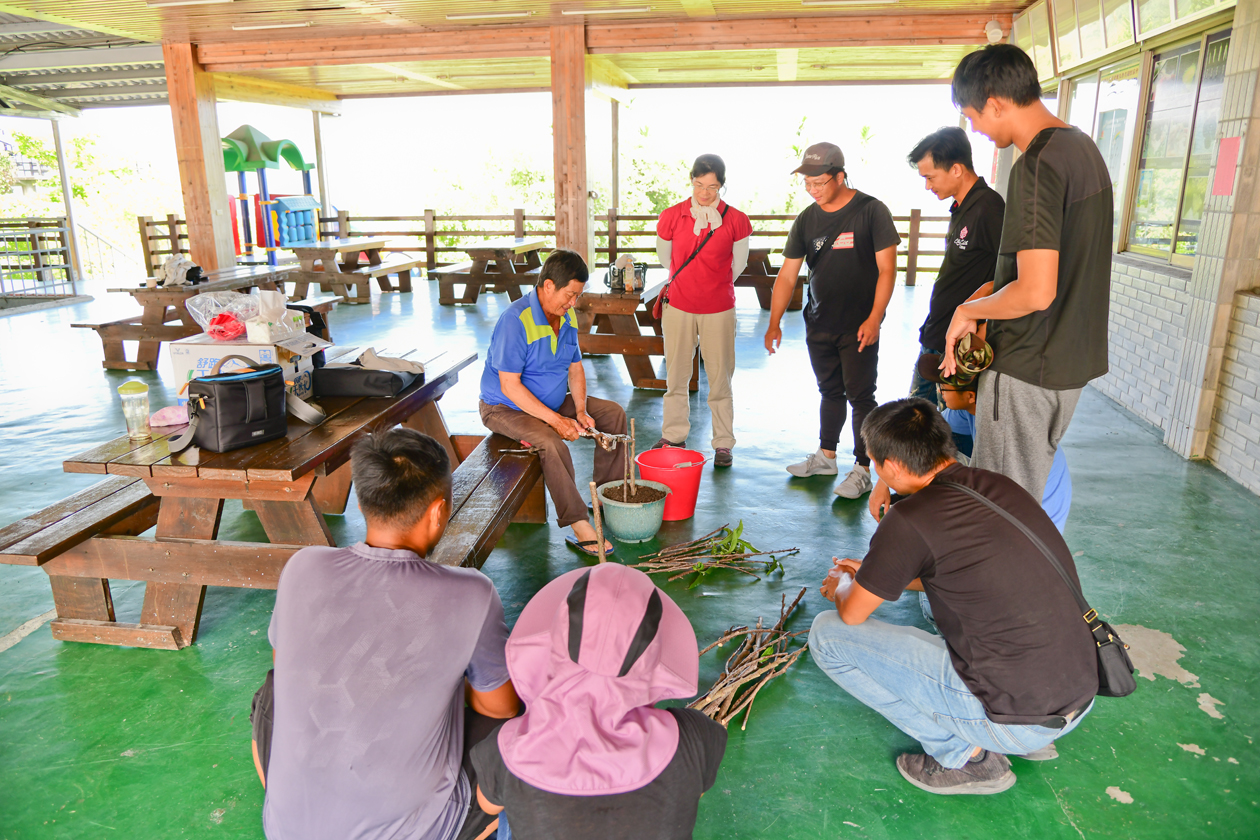 番荔枝嫁接學習 番荔枝嫁接學習