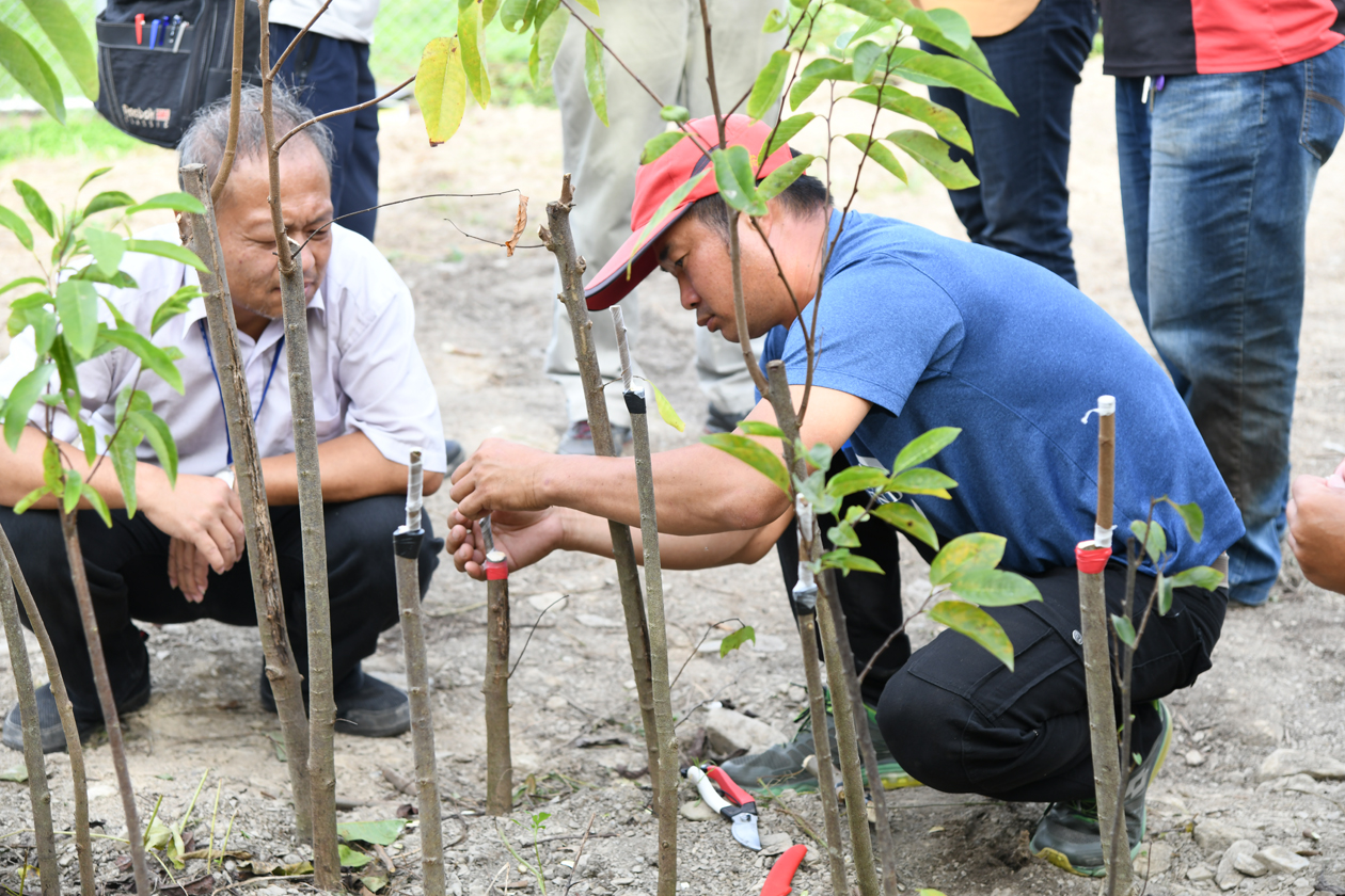 番荔枝嫁接實務操作