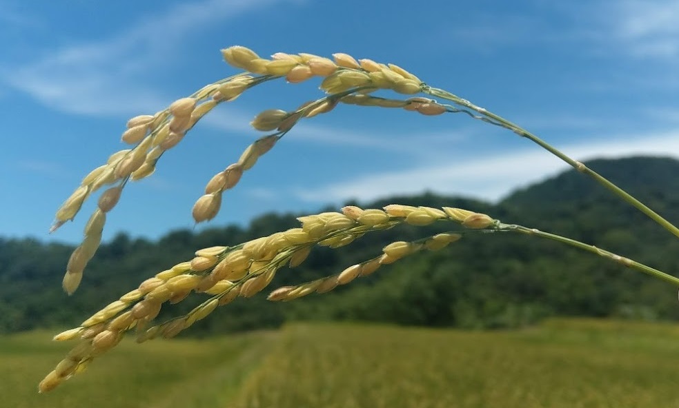 圖2、水稻過早插秧，開花期易因低溫造成不稔