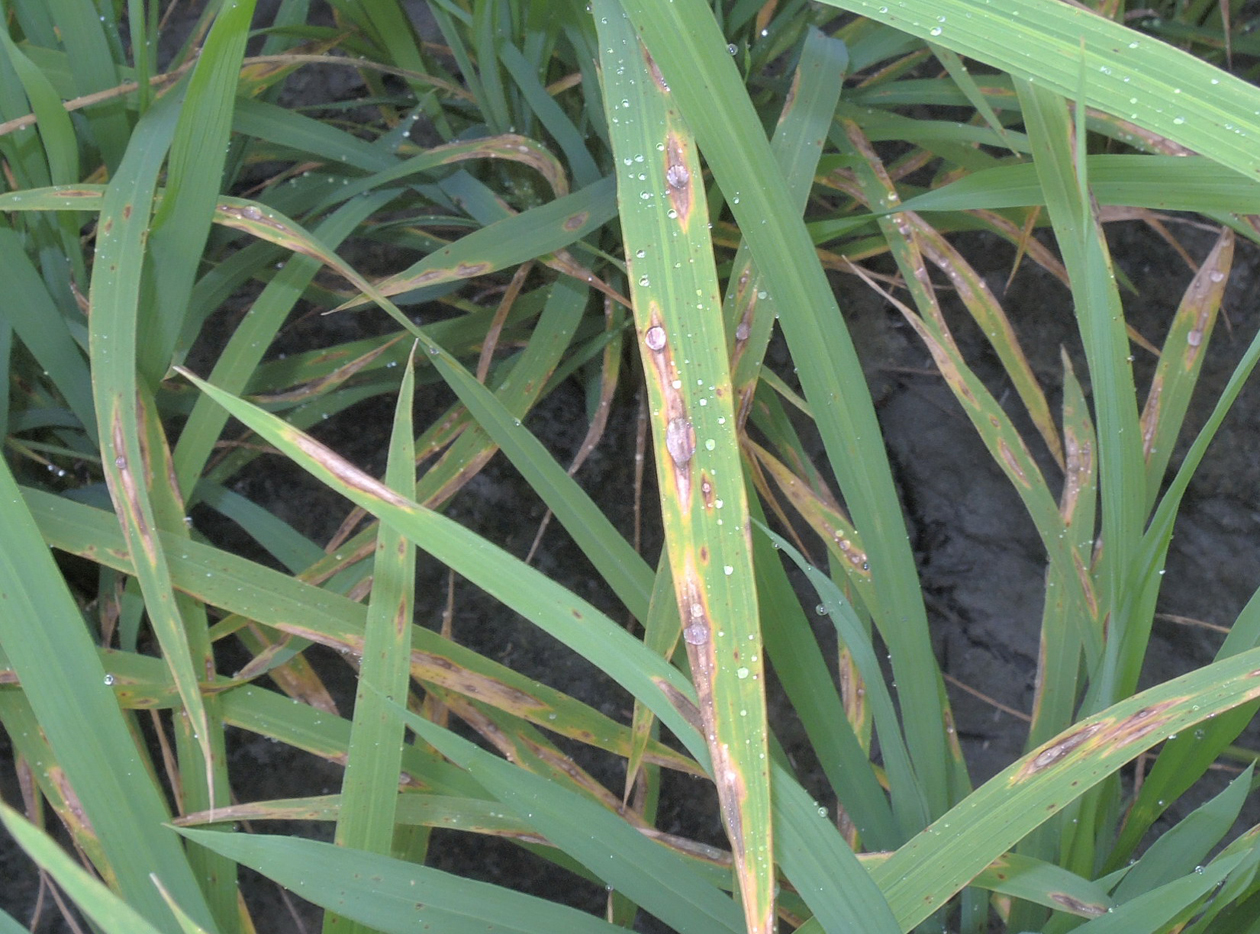 圖1. 遇有雨或清晨葉面露水停滯較久時,會促使病原菌發芽侵入植株,短期內爆發疫情。 圖1. 遇有雨或清晨葉面露水停滯較久時,會促使病原菌發芽侵入植株,短期內爆發疫情。
