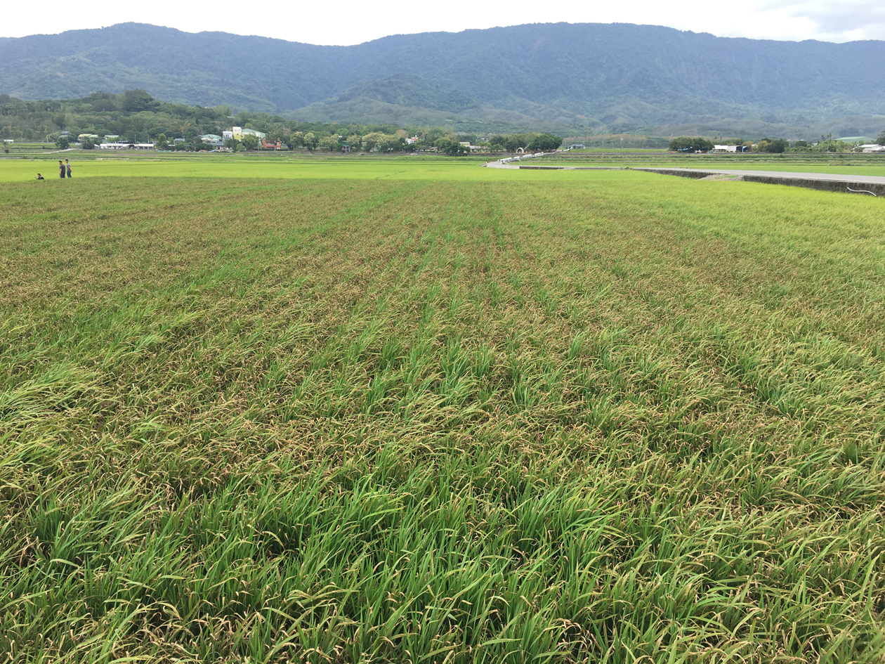 圖2. 氮肥過多易使葉色濃綠,導致植株柔弱,加速病勢發展。 圖2. 氮肥過多易使葉色濃綠,導致植株柔弱,加速病勢發展。