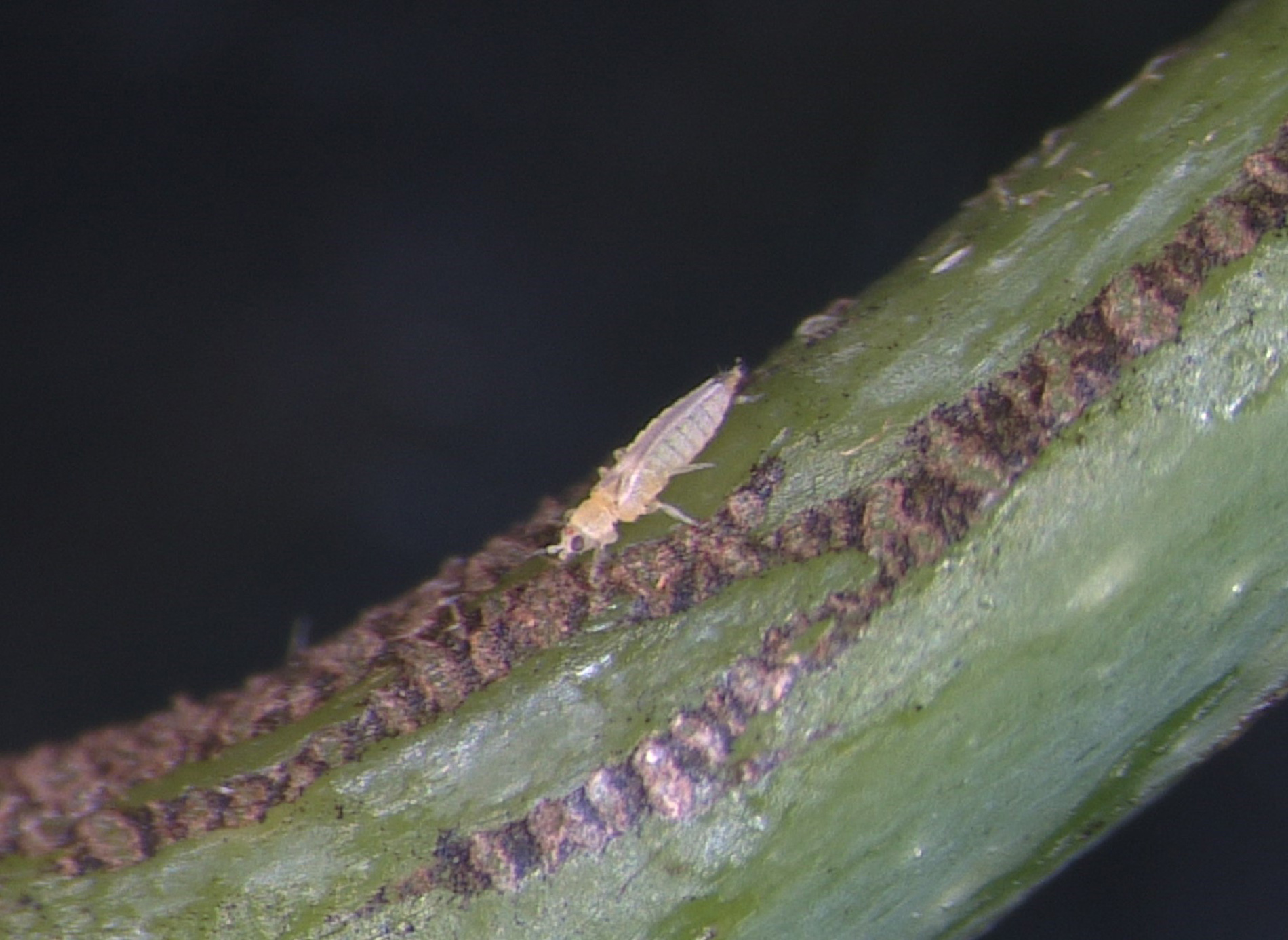小黃薊馬成蟲於嫩梢莖部取食