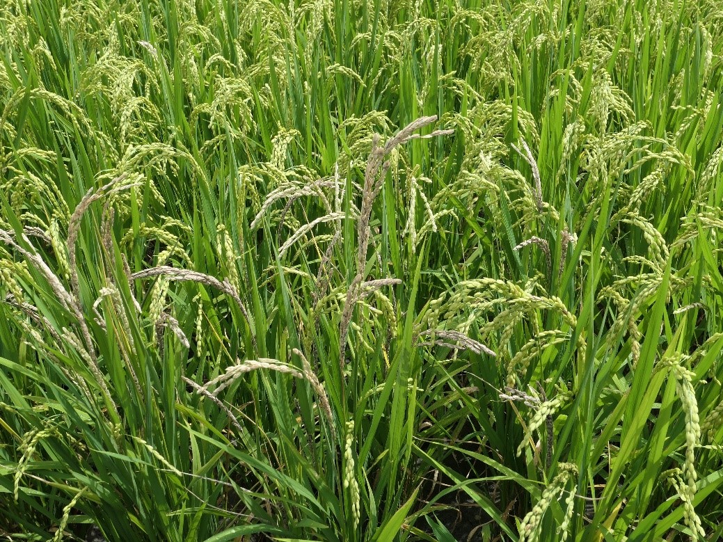圖. 穗稻熱病發生於穗頸，造成稻穗白化乾枯，對產量影響甚鉅。