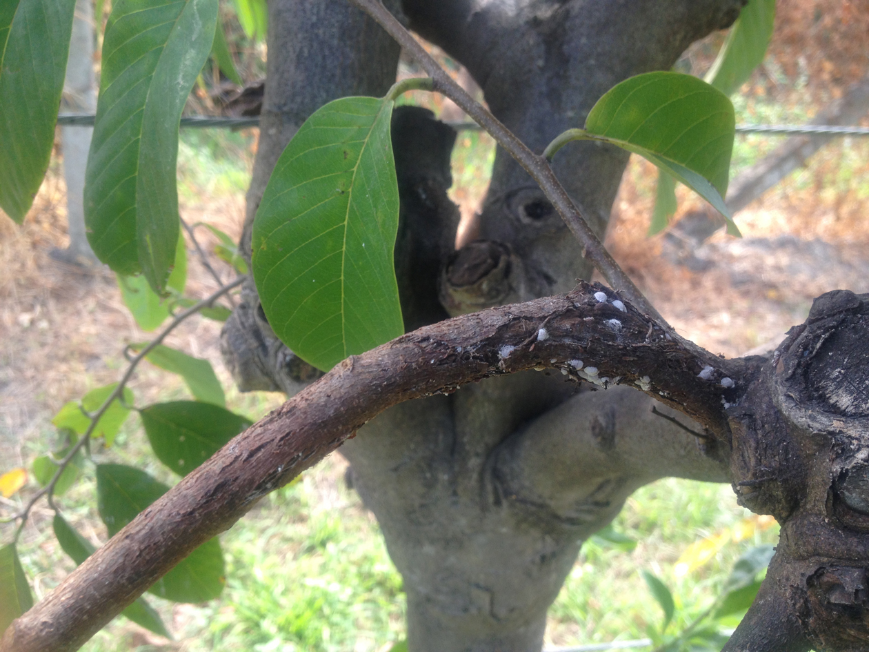 粉介殼蟲藏匿於枝條縫隙取食
